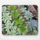 Search for hen and chick electronics Succulent