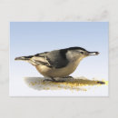 Search for nuthatches postcards Ornithology