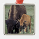 Search for wyoming christmas tree decorations Yellowstone