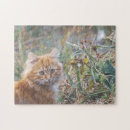 Search for ginger cat puzzles Pet