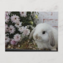 Search for mitted postcards Geburtstag