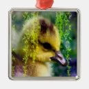 Search for goslings Yellow