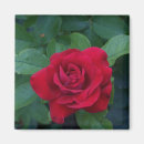 Search for rose macro magnets Roses