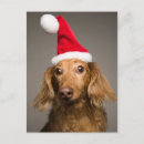 Search for usa christmas cards One animal