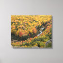 Search for wilderness canvas prints Forest