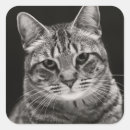 Search for 2015 gift wrap Baby animals