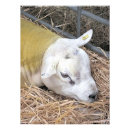 Search for ewe posters Cute