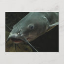 Search for catfish postcards Animals
