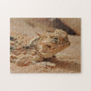 Search for horned lizard Mexico