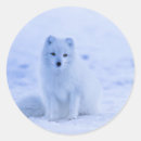 Search for white foxes stickers Animal
