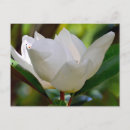 Search for flower bloom postcards Garden