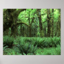 Search for rain forest posters Green