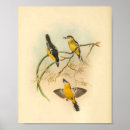 Search for white fronted Yellow
