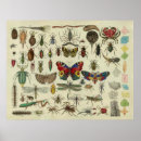 Search for insect posters Biology