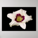 Search for mural posters Flowers