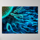 Search for fertilised egg posters Fertilisation