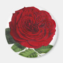 Search for red rose magnets Antique
