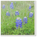 Search for blue bonnet Flower