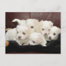 Search for dog note postcards Puppies