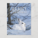 Search for snowshoe hare postcards Winter
