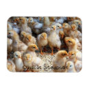 Search for chick rectangular magnets Farm