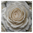 Search for close up tiles White