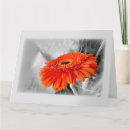 Search for flower background cards Orange