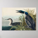 Search for loon posters John james audubon