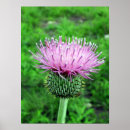 Search for thistle art Purple