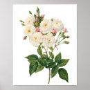 Search for redoute posters Roses