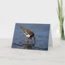 Search for shoreline cards Wildlife