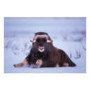Search for steve art Alaska