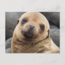 Search for south island postcards Nobody