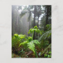 Search for rainforest postcards Plants