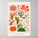 Search for great barrier reef posters Travel