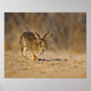 Search for cottontail posters Eastern