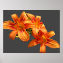 Search for asiatic posters Lilies