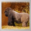 Search for silverbacks Wildlife