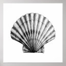 Search for vintage sea shells posters Illustration