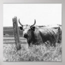 Search for black and white cow posters Horns