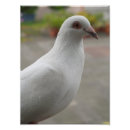 Search for white pigeon posters Pigeons