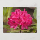 Search for rhododendrons postcards Red