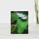 Search for morpho cards Nature
