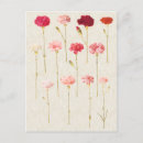Search for dianthus postcards Carnation