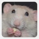 Search for rat stickers Rodent