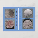 Search for sand dollar postcards South carolina
