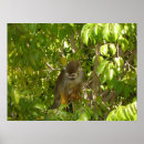 Search for squirrel monkey Animals