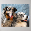 Search for shepherds art Australian