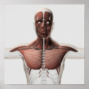 Search for muscular anatomy posters Arms extended