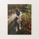 Search for cute border collie puzzles Black and white